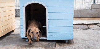 Consejos para cuidar a las mascotas durante la temporada de lluvias. Foto La Hora: MAGA.