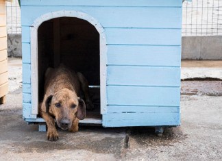 Consejos para cuidar a las mascotas durante la temporada de lluvias. Foto La Hora: MAGA.