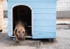 Consejos para cuidar a las mascotas durante la temporada de lluvias. Foto La Hora: MAGA.