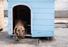 Consejos para cuidar a las mascotas durante la temporada de lluvias Consejos para cuidar a las mascotas durante la temporada de lluvias. Foto La Hora: MAGA.