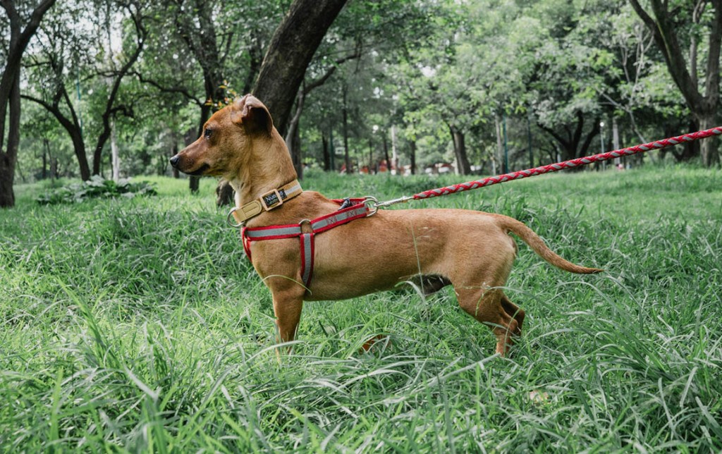 Consejos para cuidar a las mascotas durante la temporada de lluvias. Foto La Hora: MAGA.