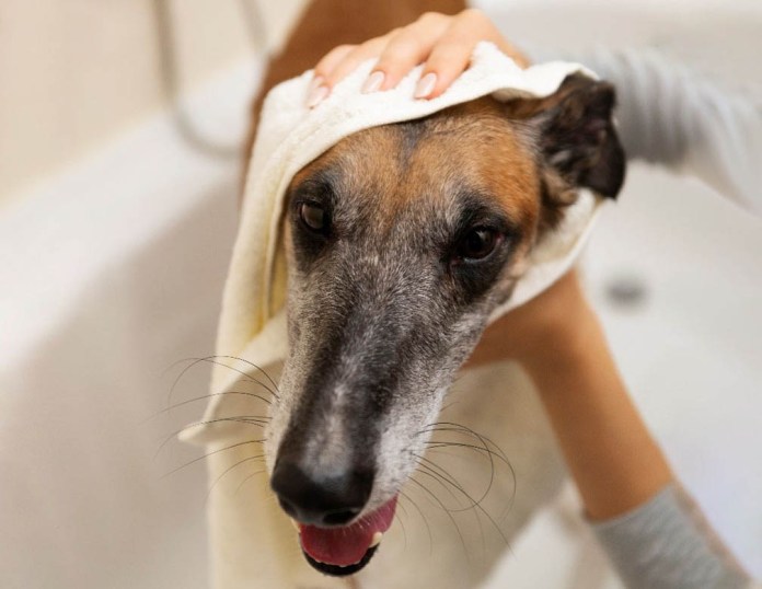 Consejos para cuidar a las mascotas durante la temporada de lluvias. Foto La Hora: MAGA.