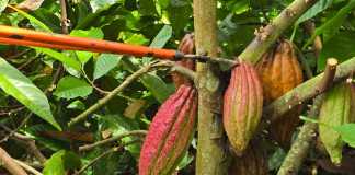 El licor de cacao que no tiene alcohol primera planta comunitaria de este producto inicia operaciones