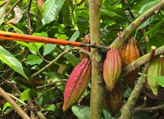 El licor de cacao que no tiene alcohol primera planta comunitaria de este producto inicia operaciones