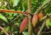 El licor de cacao que no tiene alcohol primera planta comunitaria de este producto inicia operaciones