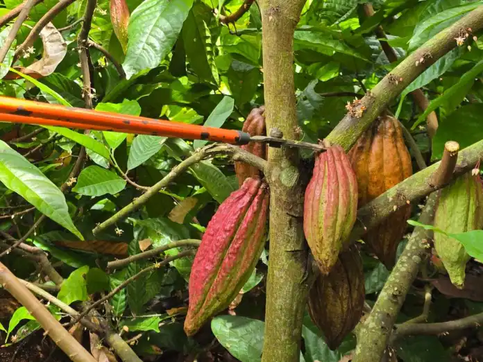 El licor de cacao que no tiene alcohol primera planta comunitaria de este producto inicia operaciones El licor de cacao que no tiene alcohol primera planta comunitaria de este producto inicia operaciones