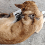 Perros, gatos y demás mascotas entre los animales más vulnerables al Gusano Barrenador