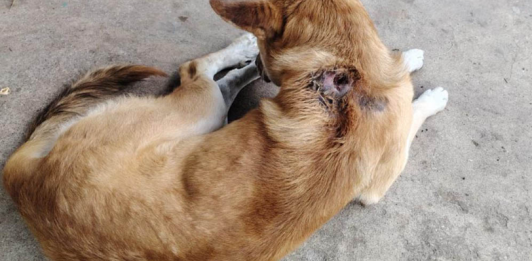 Perros, gatos y demás mascotas entre los animales más vulnerables al Gusano Barrenador