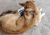 Perros, gatos y demás mascotas entre los animales más vulnerables al Gusano Barrenador