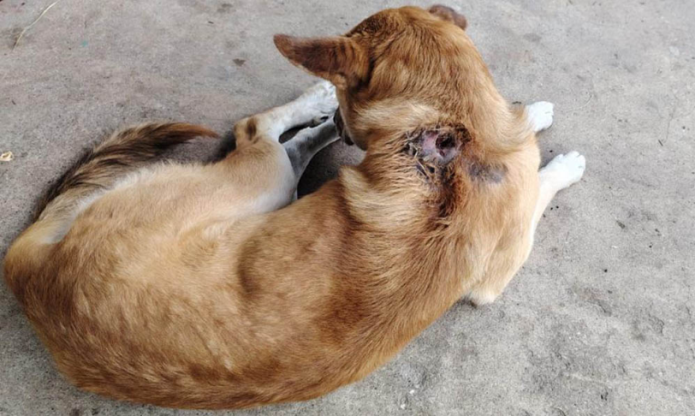 GBG maga Perros, gatos y demás mascotas entre los animales más vulnerables al Gusano Barrenador