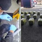 Autoridades de la PNC ubicaron más de 900 libras de marihuana dentro de 30 paquetes que se dirigían a República Dominicana desde el Puerto Santo Tomás de Castilla.