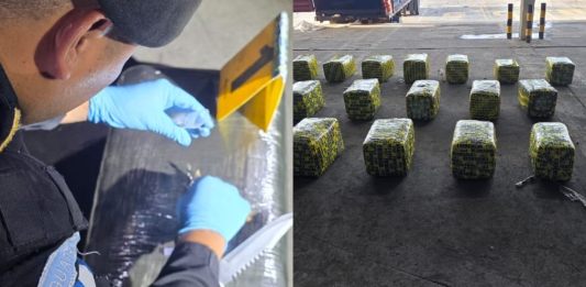 Autoridades de la PNC ubicaron más de 900 libras de marihuana dentro de 30 paquetes que se dirigían a República Dominicana desde el Puerto Santo Tomás de Castilla.