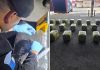 Autoridades de la PNC ubicaron más de 900 libras de marihuana dentro de 30 paquetes que se dirigían a República Dominicana desde el Puerto Santo Tomás de Castilla.