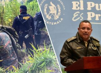 Ministro de Defensa Nacional, Henry Sáenz, sobre erradicación de plantas de marihuana en 2025.