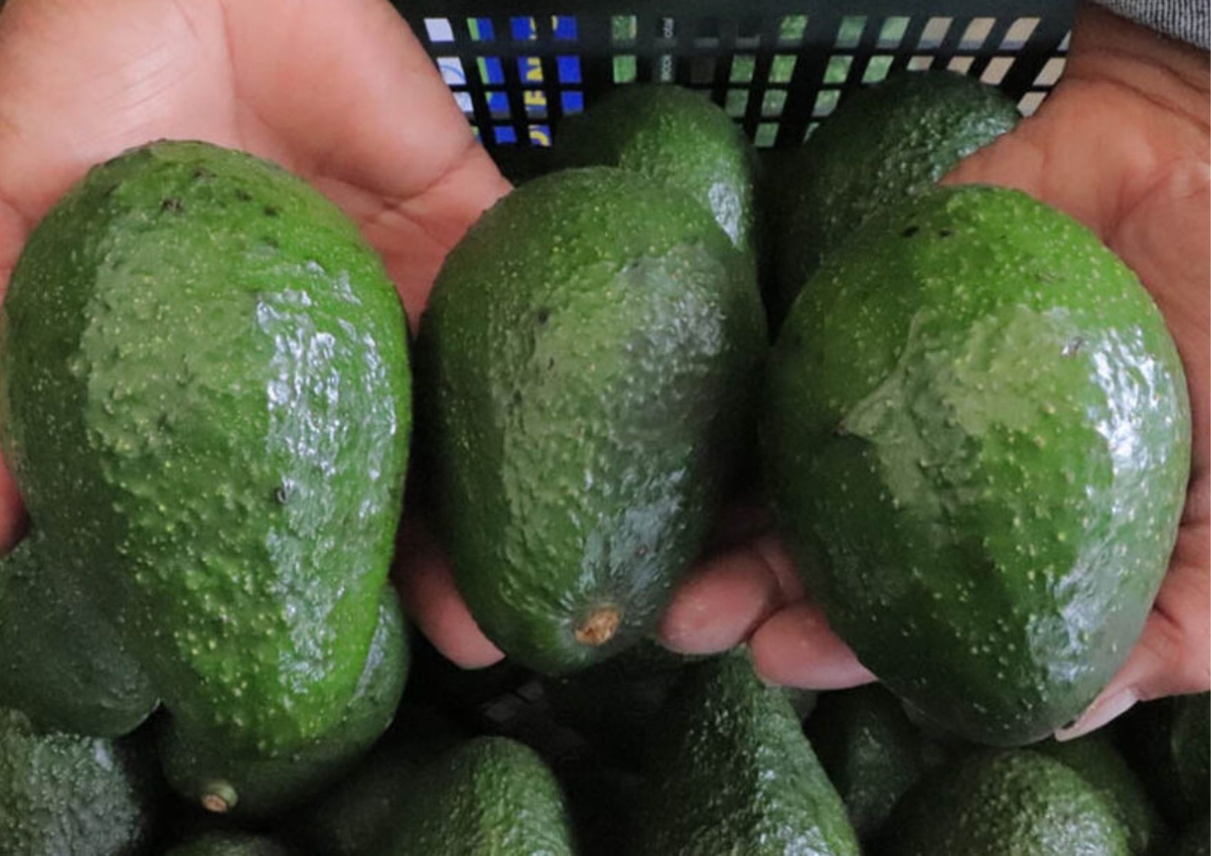 Guatemala avanza en proceso para exportar aguacate Hass a Argentina