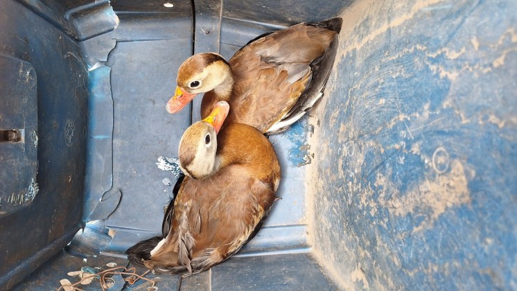 De cárcel a apartamentos de lujo y zoológico: los resultados de la requisa en la cárcel El Boquerón. Foto La Hora: PNC.