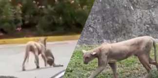 VIDEO: Avistamiento de pumas causa alarma en Monterrey, México