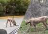 VIDEO: Avistamiento de pumas causa alarma en Monterrey, México