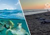 Tortugas marinas