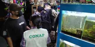 Iguanas y hasta una tortuga dragón son rescatados en allanamiento en mercado El Guarda