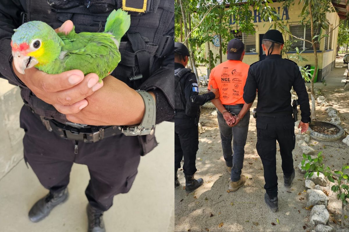 Capturan a hombre que llevaba un loro en peligro de extinción en Petén