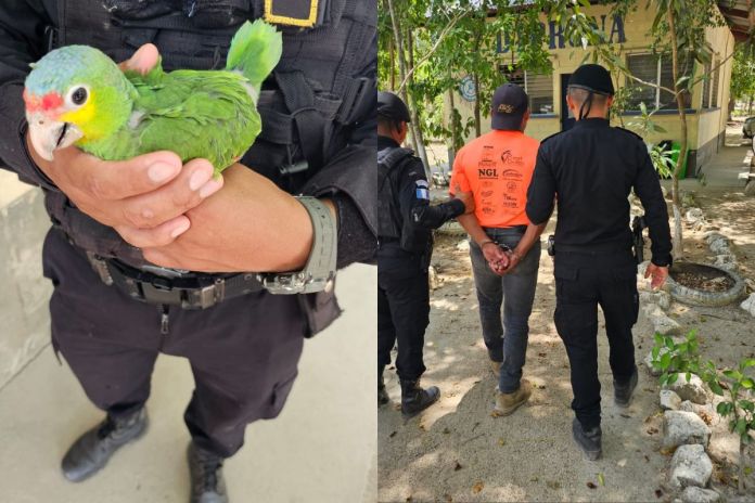 Loro de frente roja recuperado por agentes de diprona. Foto La Hora: PNC