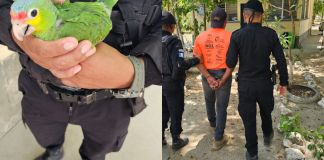 Loro de frente roja recuperado por agentes de diprona. Foto La Hora: PNC