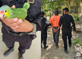 Loro de frente roja recuperado por agentes de diprona. Foto La Hora: PNC