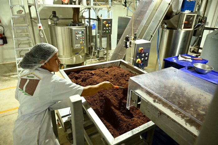 planta de cacao