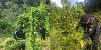 Agentes antinarcóticos erradican más de 35 mil matas de marihuana ubicadas en tres departamentos.