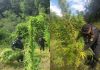 Agentes antinarcóticos erradican más de 35 mil matas de marihuana ubicadas en tres departamentos.