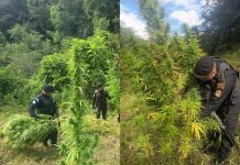 Video: Antinarcóticos erradica más de 35 mil matas de marihuana en 3 departamentos. Agentes antinarcóticos erradican más de 35 mil matas de marihuana ubicadas en tres departamentos.