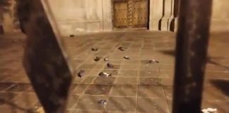Palomas son encontradas muertas, por posible envenenamiento, en el atrio de la parroquia de La Merced.