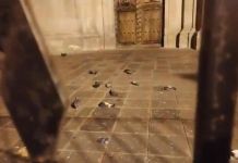 Parroquia de La Merced dice no saber de posibles razones tras muerte de palomas en atrio Palomas son encontradas muertas, por posible envenenamiento, en el atrio de la parroquia de La Merced.