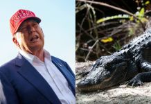Alligator Alcatraz: El polémico centro de detención de migrantes en Florida que inauguró Trump Alligator Alcatraz