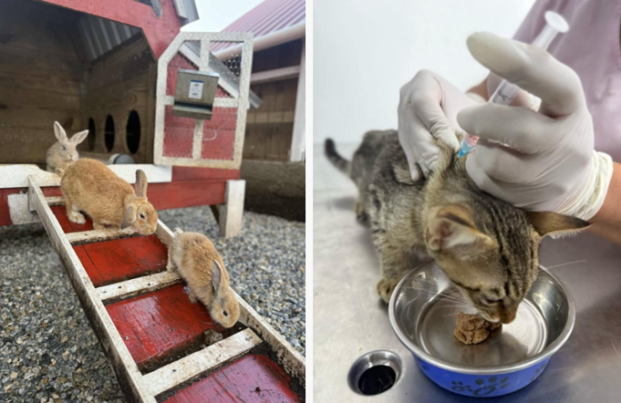 Más de 600 animales rescatados en El Guarda y este fue su destino