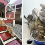 Más de 600 animales rescatados en El Guarda y este fue su destino