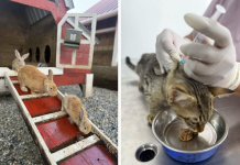 Más de 600 animales rescatados en El Guarda y este fue su destino