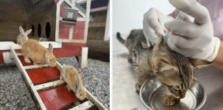 Más de 600 animales rescatados en El Guarda y este fue su destino