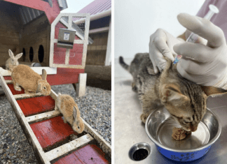 Más de 600 animales rescatados en El Guarda y este fue su destino