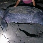 Tortuga baula deposita 26 huevos en la playa de Santa Rosa, es la más grande que visita Guatemala
