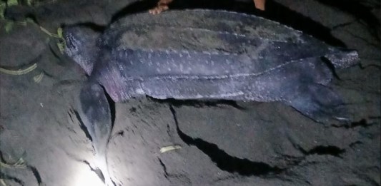 Tortuga baula deposita 26 huevos en la playa de Santa Rosa, es la más grande que visita Guatemala