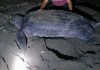 Tortuga baula deposita 26 huevos en la playa de Santa Rosa, es la más grande que visita Guatemala