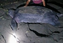 Tortuga baula deposita 26 huevos en la playa de Santa Rosa; es la más grande que ha visitado Guatemala Tortuga baula deposita 26 huevos en la playa de Santa Rosa, es la más grande que visita Guatemala