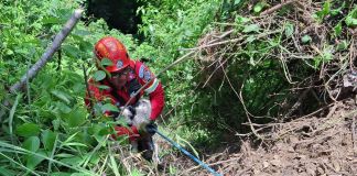 Bombero rescatando a perros que cayeron al barranco. Foto La Hora: CBM