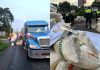 Tráiler deja su carga tirada sobre km 16 hacia la ciudad capital, obstruyendo paso en carril derecho.