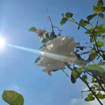 El Insivumeh da a conocer las condiciones climáticas por la canícula en el país. Foto La Hora: Archivo.