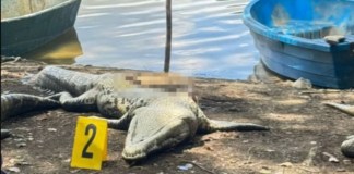 Conap insta a coexistir con la fauna silvestres, tras muerte de cocodrilos en Petén