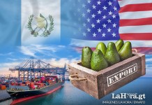 ¿Cómo será el envío de a EE.UU. de los primeros aguacates Hass de Guatemala con el arancel del 10%