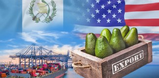 ¿Cómo será el envío de a EE.UU. de los primeros aguacates Hass de Guatemala con el arancel del 10%